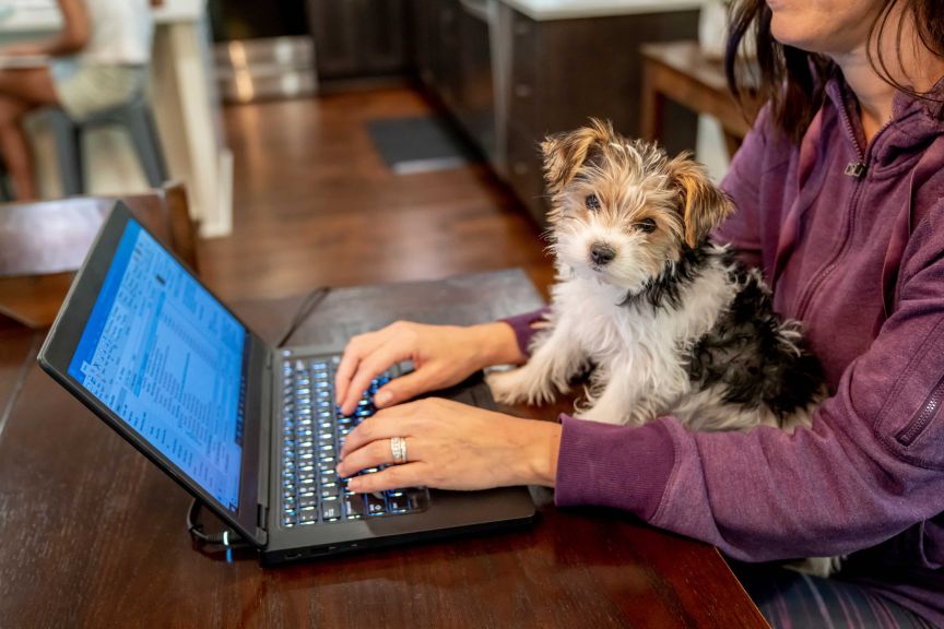 Dog on Lap Photo